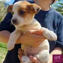 COCO, Hund, Mischlingshund in Rumänien - Bild 1