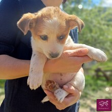 COCO, Hund, Mischlingshund in Rumänien - Bild 3