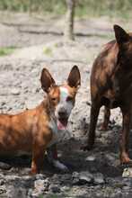 PAYASO, Hund, Mischlingshund in Spanien - Bild 1