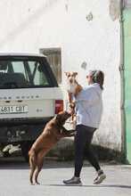 PAYASO, Hund, Mischlingshund in Spanien - Bild 2