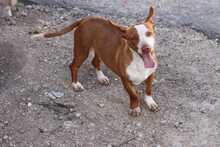 PAYASO, Hund, Mischlingshund in Spanien - Bild 3