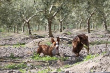 PAYASO, Hund, Mischlingshund in Spanien - Bild 4