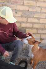PAYASO, Hund, Mischlingshund in Spanien - Bild 5