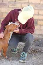PAYASO, Hund, Mischlingshund in Spanien - Bild 6