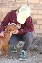 PAYASO, Hund, Mischlingshund in Spanien - Bild 7