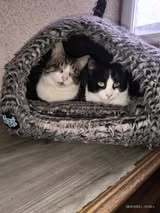 SOKOLINA, Katze, Europäisch Kurzhaar in Bulgarien - Bild 1