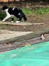 SOKOLINA, Katze, Europäisch Kurzhaar in Bulgarien - Bild 3