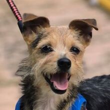 HANNI, Hund, Yorkshire Terrier-Mix in Spanien - Bild 1