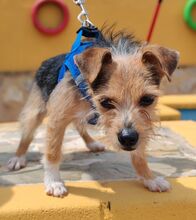 HANNI, Hund, Yorkshire Terrier-Mix in Spanien - Bild 2
