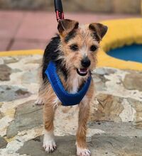 HANNI, Hund, Yorkshire Terrier-Mix in Spanien - Bild 3