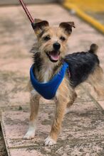 HANNI, Hund, Yorkshire Terrier-Mix in Spanien - Bild 4