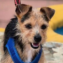 HANNI, Hund, Yorkshire Terrier-Mix in Spanien - Bild 5