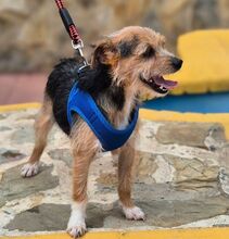HANNI, Hund, Yorkshire Terrier-Mix in Spanien - Bild 6