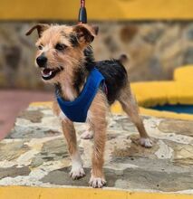 HANNI, Hund, Yorkshire Terrier-Mix in Spanien - Bild 7