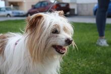 LIA, Hund, Mischlingshund in Spanien - Bild 10