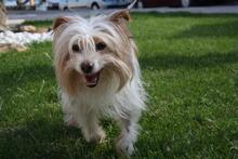 LIA, Hund, Mischlingshund in Spanien - Bild 11