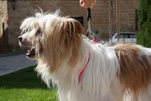 LIA, Hund, Mischlingshund in Spanien - Bild 2