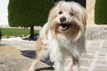 LIA, Hund, Mischlingshund in Spanien - Bild 3