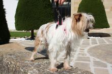 LIA, Hund, Mischlingshund in Spanien - Bild 4