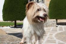 LIA, Hund, Mischlingshund in Spanien - Bild 5