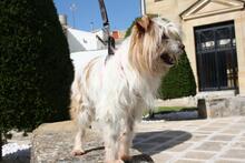 LIA, Hund, Mischlingshund in Spanien - Bild 6