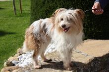 LIA, Hund, Mischlingshund in Spanien - Bild 7