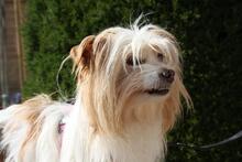 LIA, Hund, Mischlingshund in Spanien - Bild 8