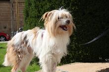 LIA, Hund, Mischlingshund in Spanien - Bild 9