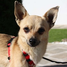 JERRY, Hund, Chihuahua in Spanien - Bild 1
