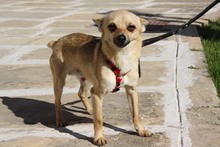 JERRY, Hund, Chihuahua in Spanien - Bild 2