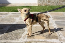 JERRY, Hund, Chihuahua in Spanien - Bild 3