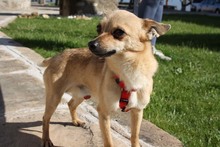 JERRY, Hund, Chihuahua in Spanien - Bild 5
