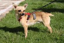 JERRY, Hund, Chihuahua in Spanien - Bild 6