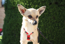 JERRY, Hund, Chihuahua in Spanien - Bild 7