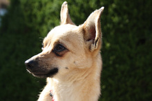 JERRY, Hund, Chihuahua in Spanien - Bild 8