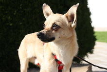 JERRY, Hund, Chihuahua in Spanien - Bild 9