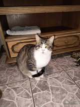 SOKOLIN, Katze, Europäisch Kurzhaar in Bulgarien - Bild 1