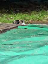 SOKOLIN, Katze, Europäisch Kurzhaar in Bulgarien - Bild 3
