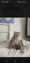 SOKOL, Katze, Europäisch Kurzhaar in Bulgarien - Bild 2