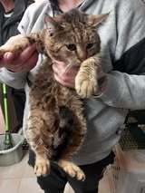 SOKOL, Katze, Europäisch Kurzhaar in Bulgarien - Bild 3