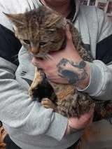 SOKOL, Katze, Europäisch Kurzhaar in Bulgarien - Bild 4