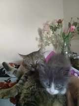 SOKOL, Katze, Europäisch Kurzhaar in Bulgarien - Bild 5