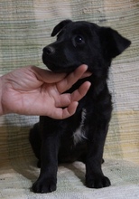 SIDNEY, Hund, Mischlingshund in Mülheim - Bild 2