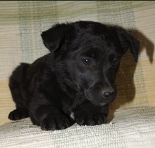 SIDNEY, Hund, Mischlingshund in Mülheim - Bild 3