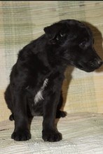 SIDNEY, Hund, Mischlingshund in Mülheim - Bild 4