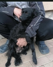 SIDNEY, Hund, Mischlingshund in Mülheim - Bild 5