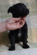 SIDNEY, Hund, Mischlingshund in Mülheim - Bild 6