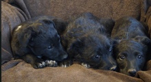 SIDNEY, Hund, Mischlingshund in Mülheim - Bild 8