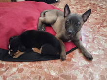 MAYKA, Hund, Malinois-Mix in Spanien - Bild 1