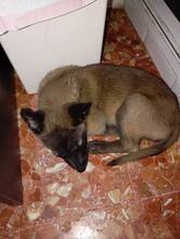 MAYKA, Hund, Malinois-Mix in Spanien - Bild 2